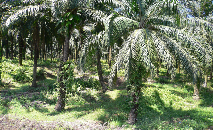 Palm EFB Pellet Machine and Palm EFB Pellet Plant