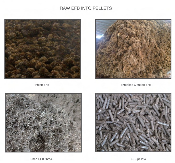 Palm EFB Pellet Machine and Pellet Mill